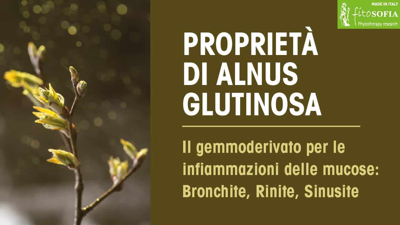 Alnus glutinosa proprietà terapeutiche