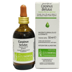 Carpinus betulus, carpino bianco