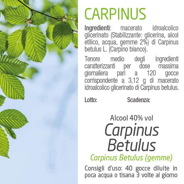 Macerato glicerico di Carpinus Betulus Fitosofia ingredienti e modo d'uso