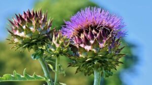 Depurare il fegato con il carciofo