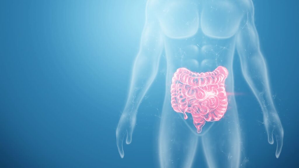 Come è fatto l'intestino umano e quali patologie