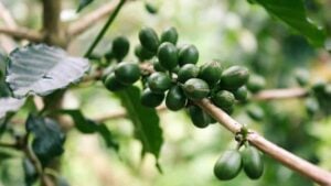 Caffè verde benefici