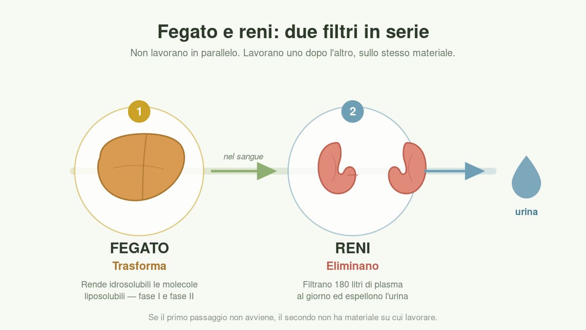 Schema in due tappe: il fegato trasforma le molecole di scarto rendendole idrosolubili, i reni le filtrano dal sangue e le eliminano con l'urina