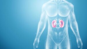 Illustrazione dei reni evidenziati nella loro posizione all'interno del corpo umano