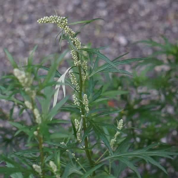 Artemisia erboristeria