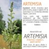 Artemisia posologia