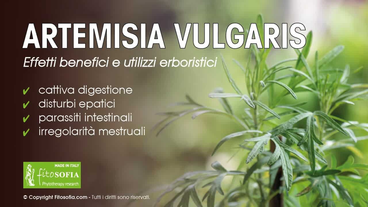 Artemisia proprietà