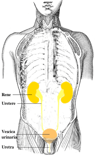 cistite rimedi naturali
