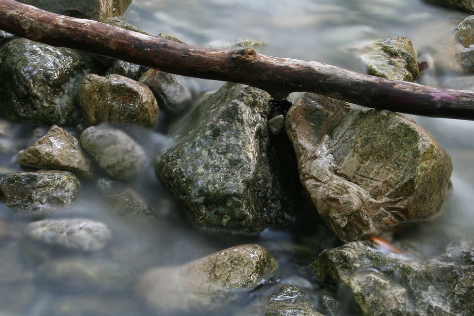 Il fiore di Bach della stitichezza