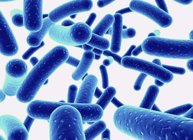 Il ruolo della microflora sul transito intestinale