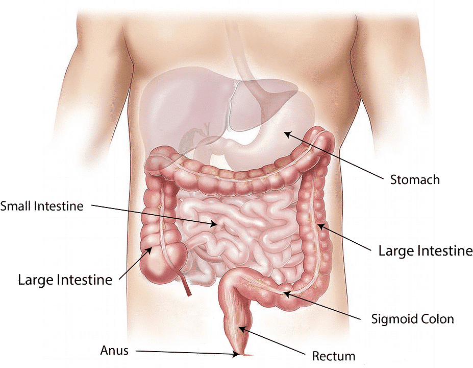 Anatomia dell'intestino cenni