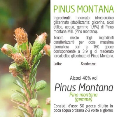Pinus montana indicazioni e posologia del gemmoderivato