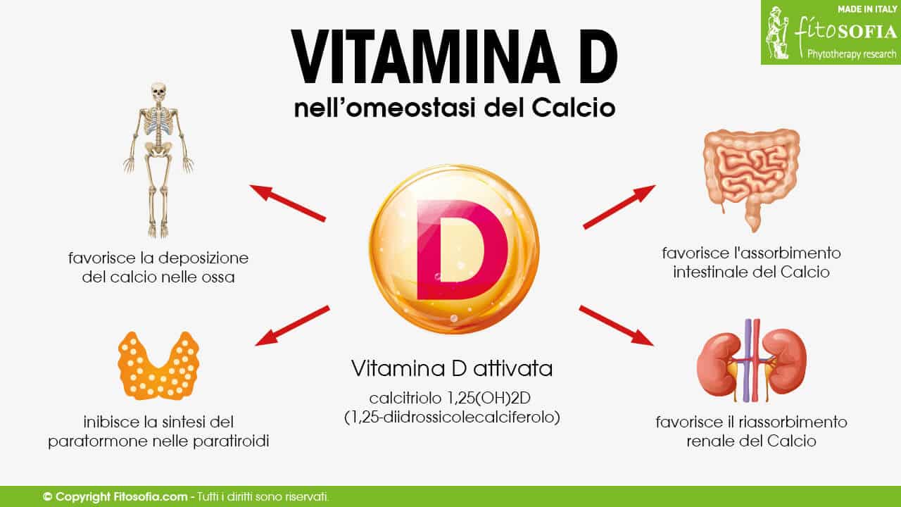 Vitamina D omeostasi del calcio