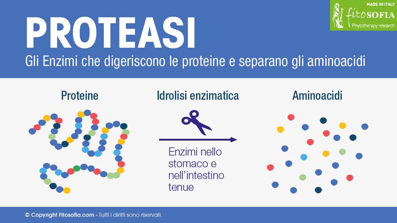 Proteasi: cosa sono gli enzimi proteolitici - Fitosofia®
