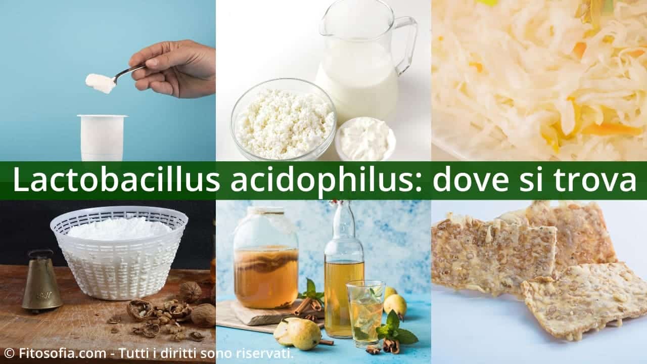 Lactobacillus acidophilus: dove si trova