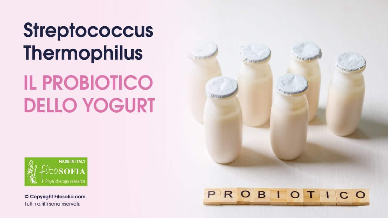 Streptococcus Thermophilus yogurt