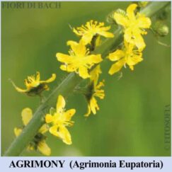 Agrimony fiore bach