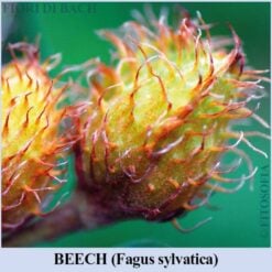 Beech fiore di bach