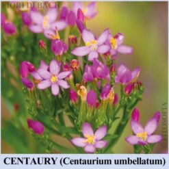 Centaury fiore di Bach
