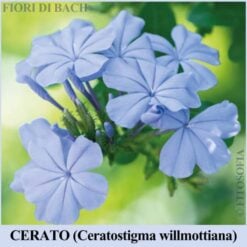 Cerato fiore di Bach