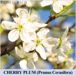 Cherry Plum fiore di Bach