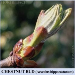 Chestnut Bud fiore di Bach