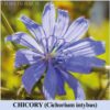 Chicory fiore di Bach