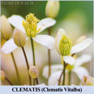 Clematis fiore di Bach