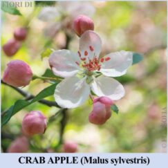 Crab Apple fiore di Bach