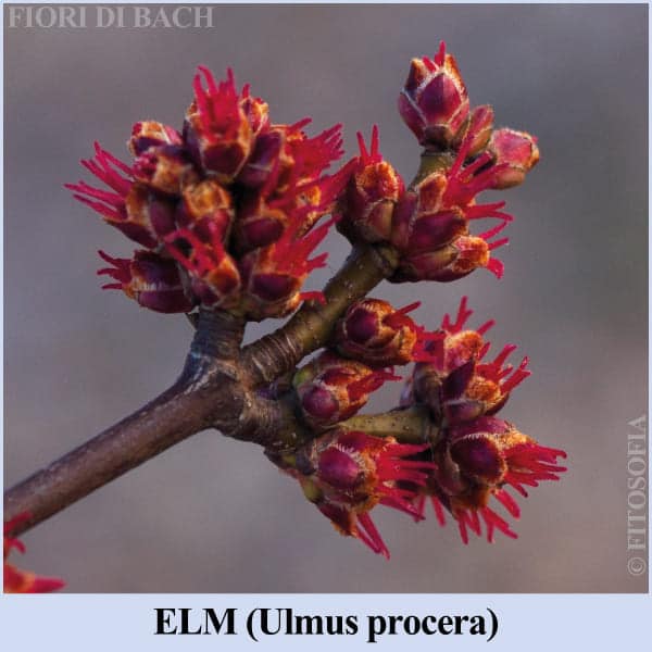 Elm, fiore di Bach n°11 - Floriterapia Fitosofia®