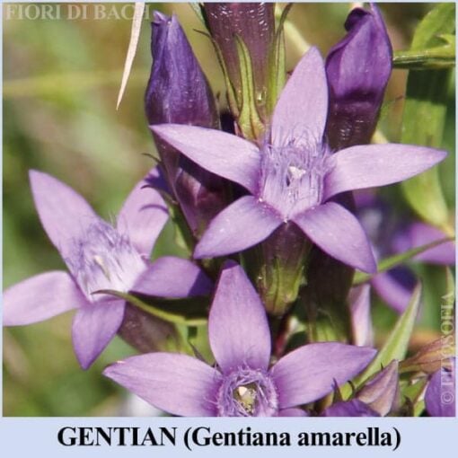 Gentian fiore di Bach