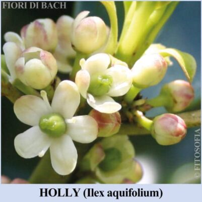 Holly fiore di Bach