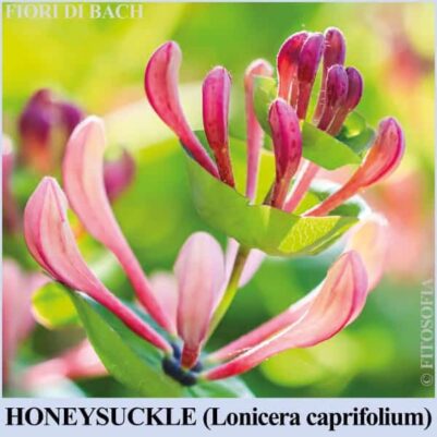 Honeysuckle fiore di Bach