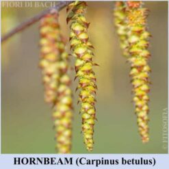 Hornbeam fiore di Bach