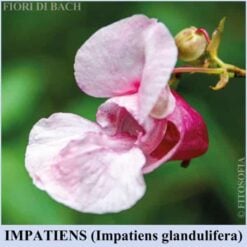 Impatiens fiore di Bach