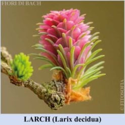 Larch fiore di Bach