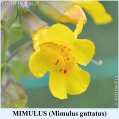 Mimulus fiore di Bach