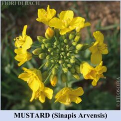 Mustard fiore di Bach