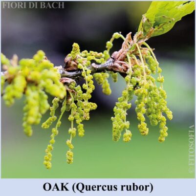 Oak fiore di Bach