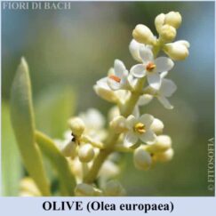 Olive fiore di Bach