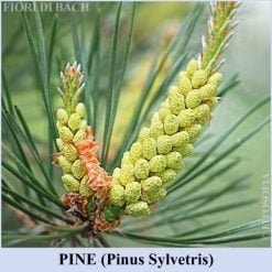 Pine fiore di Bach