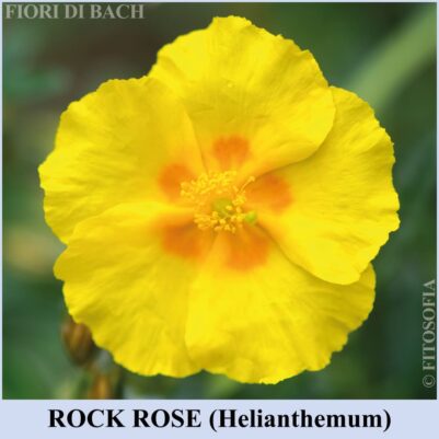Rock Rose fiore di Bach