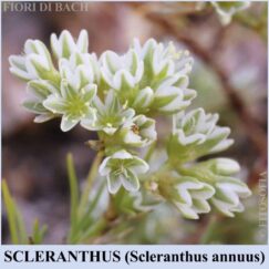 Scleranthus fiore di Bach