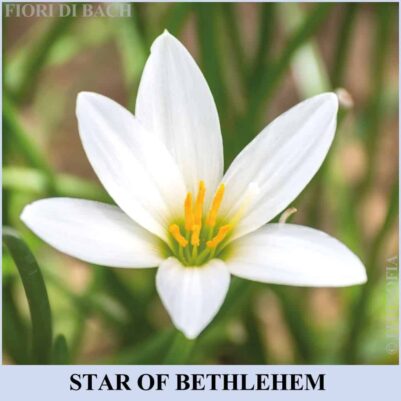 Star of Bethlehem fiore di Bach