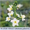 Water Violet fiori di Bach