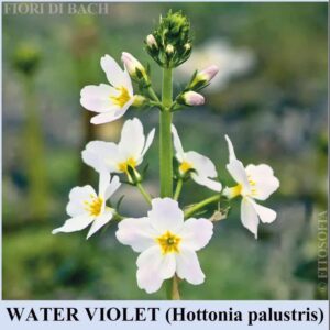 Water Violet, fiore di Bach n°34 - Fitosofia®
