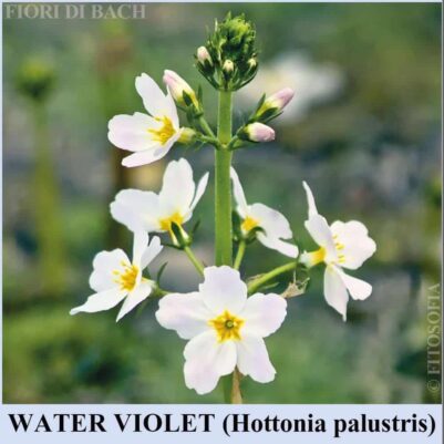 Water Violet fiori di Bach