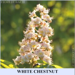White Chestnut fiori di Bach