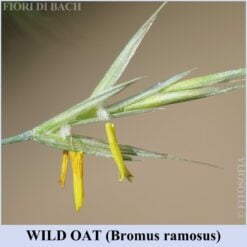 Wild Oat fiori di Bach