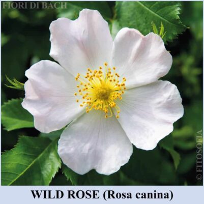 Wild Rose Fiore di Bach